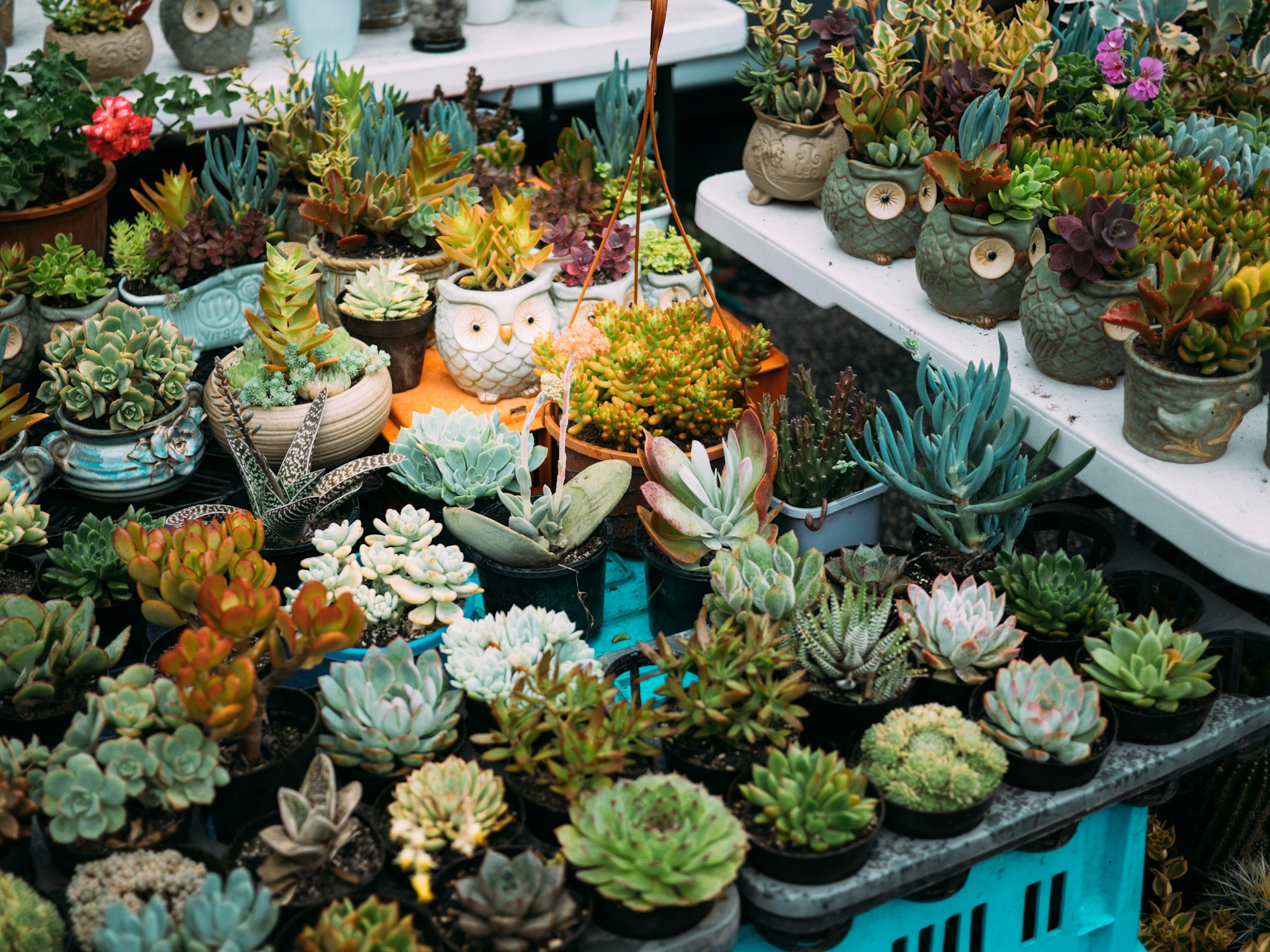 Plant Nursery Business Plan